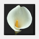 Suche nach weiße lilie magnete Schwarz