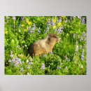 Suche nach murmeltiere poster Wildtiere
