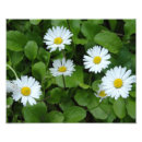 Suche nach blut fotodruck Frühling