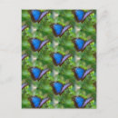 Suche nach blaue schmetterlinge postkarten Blauer schmetterling