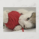 Suche nach aufnahme postkarten Hauskatze