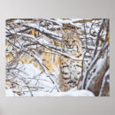Suche nach felidae poster Superstock