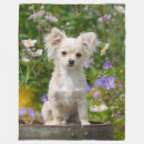 Suche nach chihuahua decken Foto