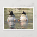 Suche nach entes poster postkarten Enten