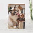 Suche nach ragdoll katze karten Kätzchen