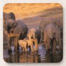Suche nach afrikanischer elefant untersetzer Loxodonta africana