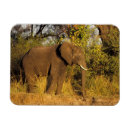 Suche nach victoria falls magnete Natur