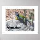 Suche nach lizards poster Tiere