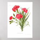 Suche nach gartennelken poster Vintag