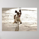 Suche nach englischer springer spaniel Hund