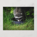 Suche nach raccoon postkarten Waschbären