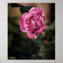 Suche nach engel mit rosen poster Blumen
