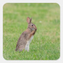 Suche nach schüchtern aufkleber Tier