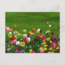 Suche nach bunte tulpen poster Jahreszeit