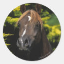 Suche nach arabisches aufkleber Pferd