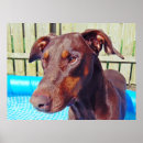 Suche nach dobermanns poster Dobermans