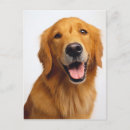 Suche nach golden retriever welpe postkarten Lächeln