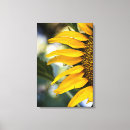 Suche nach wassertropfen leinwandbilder Blume
