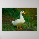 Suche nach weiße ente poster Wasser