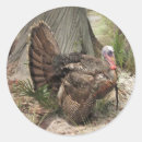 Suche nach wilder truthahn aufkleber Wildtier