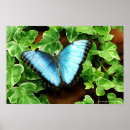 Suche nach morpho poster Blauer morpho schmetterling
