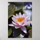 Suche nach seerose poster Lotos