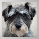 Suche nach schnauzer hunde poster Minischnauzer