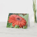 Suche nach roter gerbera karten Botanisch