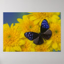 Suche nach tropischer schmetterling kunst Pflanze