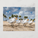 Suche nach florida vogel postkarten Wildtiere