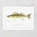 Suche nach perch poster Aquarell