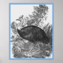 Suche nach cassowary poster Natur