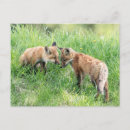 Suche nach red fox postkarten Wild