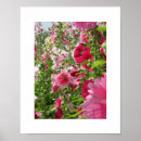 Suche nach hollyhock poster Natur