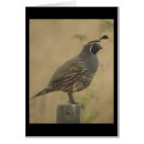 Suche nach kalifornien wachteln postkarten Wild lebende tiere