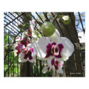 Suche nach orchidee phalaenopsis poster Pflanze