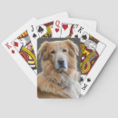 Suche nach golden retriever spielzeug spiele Natur