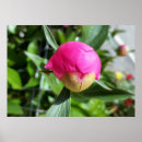 Suche nach intensiv poster Rosa