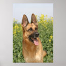 Suche nach schäferhund poster Schön