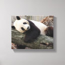 Suche nach pandas leinwandbilder Wild lebende tiere
