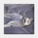 Suche nach hauskatze magnete Horizontal