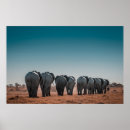 Suche nach etosha poster Wild