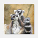 Suche nach primate magnete Madagaskar