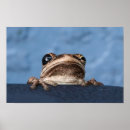 Suche nach hang in there poster Frosch