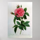 Suche nach rosa gallica poster Illustration