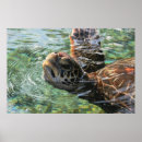 Suche nach hawaii schildkröten poster Honu