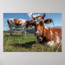 Suche nach kühe poster Portrait