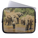 Suche nach loxodonta Kenia