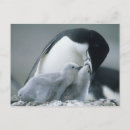 Suche nach kevin postkarten Vogel