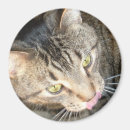 Suche nach tatze magnete Tabby